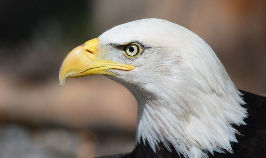 2020年申請美國L1簽證,對中國公司有哪些要求?