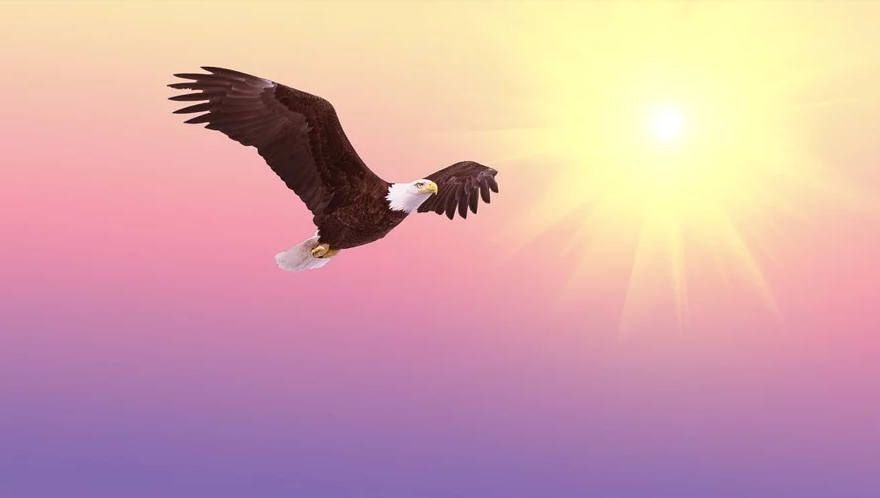 鷹飛故事：天遠(yuǎn)鷹飛，世界多維