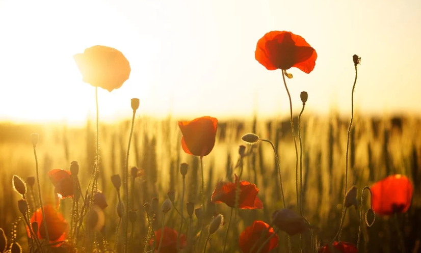 導(dǎo)致美國(guó)EB1C申請(qǐng)失敗的原因,基本都在這了!